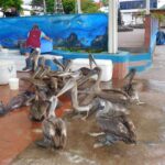 Muzyczne podróże przez świat. Galapagos / Fot. Barbara Libiszowska-Pawlak