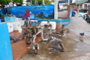 Muzyczne podróże przez świat. Galapagos / Fot. Barbara Libiszowska-Pawlak