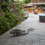 Muzyczne podróże przez świat. Galapagos / Fot. Barbara Libiszowska-Pawlak