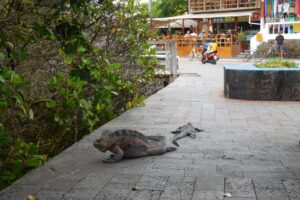 Muzyczne podróże przez świat. Galapagos / Fot. Barbara Libiszowska-Pawlak