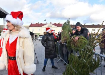 Końskie. Rozdawanie choinek podczas Jarmarku Bożonarodzeniowego / Fot. Magdalena Galas-Klusek - Radio Kielce