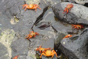 Muzyczne podróże przez świat. Galapagos / Fot. Barbara Libiszowska-Pawlak