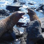 Muzyczne podróże przez świat. Galapagos / Fot. Barbara Libiszowska-Pawlak