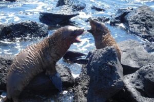 Muzyczne podróże przez świat. Galapagos / Fot. Barbara Libiszowska-Pawlak