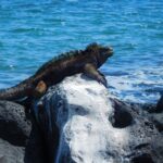 Muzyczne podróże przez świat. Galapagos / Fot. Barbara Libiszowska-Pawlak