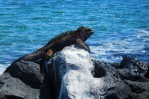 Muzyczne podróże przez świat. Galapagos / Fot. Barbara Libiszowska-Pawlak