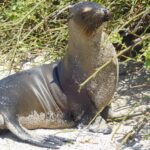 Muzyczne podróże przez świat. Galapagos / Fot. Barbara Libiszowska-Pawlak