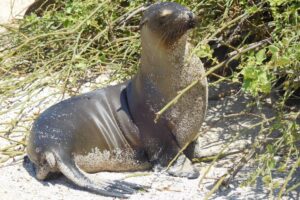 Muzyczne podróże przez świat. Galapagos / Fot. Barbara Libiszowska-Pawlak