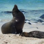 Muzyczne podróże przez świat. Galapagos / Fot. Barbara Libiszowska-Pawlak