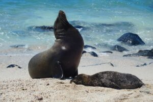 Muzyczne podróże przez świat. Galapagos / Fot. Barbara Libiszowska-Pawlak