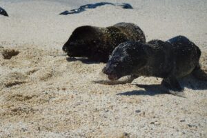 Muzyczne podróże przez świat. Galapagos / Fot. Barbara Libiszowska-Pawlak