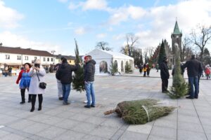 Końskie. Rozdawanie choinek podczas Jarmarku Bożonarodzeniowego / Fot. Magdalena Galas-Klusek - Radio Kielce