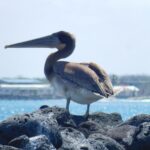 Muzyczne podróże przez świat. Galapagos / Fot. Barbara Libiszowska-Pawlak