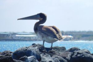 Muzyczne podróże przez świat. Galapagos / Fot. Barbara Libiszowska-Pawlak