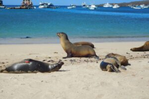 Muzyczne podróże przez świat. Galapagos / Fot. Barbara Libiszowska-Pawlak