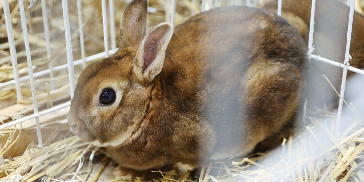 08.12.2024. Targi Kielce. Świętokrzyska Wystawa Królików Rasowych / Fot. Wiktor Taszłow - Radio Kielce