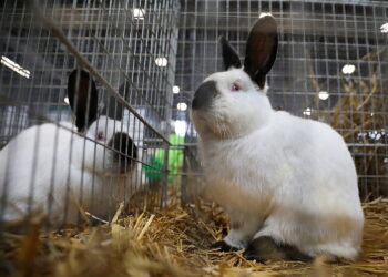 08.12.2024. Targi Kielce. Świętokrzyska Wystawa Królików Rasowych / Fot. Wiktor Taszłow - Radio Kielce