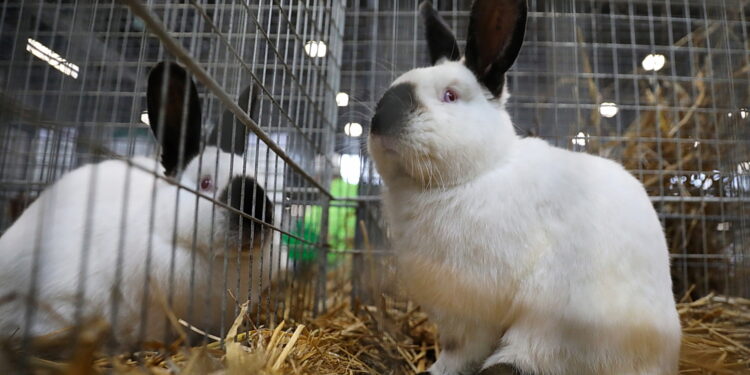 08.12.2024. Targi Kielce. Świętokrzyska Wystawa Królików Rasowych / Fot. Wiktor Taszłow - Radio Kielce