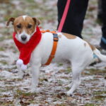 15.12.2024. Borków. Bieg Świąteczna Piątka z Morsowaniem / Fot. Wiktor Taszłow - Radio Kiece