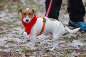 15.12.2024. Borków. Bieg Świąteczna Piątka z Morsowaniem / Fot. Wiktor Taszłow - Radio Kiece