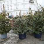 Boom na żywe choinki. Sprzedawane są nawet o 3 w nocy - Radio Kielce 15.12.2024. Kielce. Sprzedaż choinek. / Fot. Wiktor Taszłow - Radio Kielce