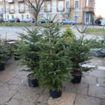 Boom na żywe choinki. Sprzedawane są nawet o 3 w nocy - Radio Kielce 15.12.2024. Kielce. Sprzedaż choinek. / Fot. Wiktor Taszłow - Radio Kielce