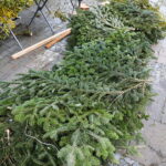 Boom na żywe choinki. Sprzedawane są nawet o 3 w nocy - Radio Kielce 15.12.2024. Kielce. Sprzedaż choinek. / Fot. Wiktor Taszłow - Radio Kielce