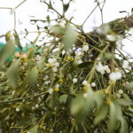 Boom na żywe choinki. Sprzedawane są nawet o 3 w nocy - Radio Kielce 15.12.2024. Kielce. Sprzedaż choinek. / Fot. Wiktor Taszłow - Radio Kielce