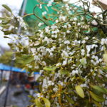 Boom na żywe choinki. Sprzedawane są nawet o 3 w nocy - Radio Kielce 15.12.2024. Kielce. Sprzedaż choinek. / Fot. Wiktor Taszłow - Radio Kielce