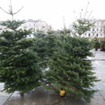 Boom na żywe choinki. Sprzedawane są nawet o 3 w nocy - Radio Kielce 15.12.2024. Kielce. Sprzedaż choinek. / Fot. Wiktor Taszłow - Radio Kielce