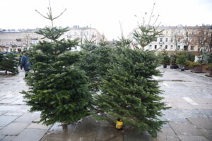 15.12.2024. Kielce. Sprzedaż choinek. / Fot. Wiktor Taszłow - Radio Kielce