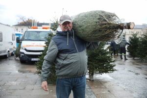 15.12.2024. Kielce. Sprzedaż choinek. / Fot. Wiktor Taszłow - Radio Kielce