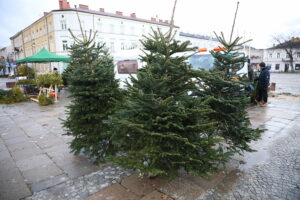 Boom na żywe choinki. Sprzedawane są nawet o 3 w nocy