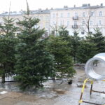 Boom na żywe choinki. Sprzedawane są nawet o 3 w nocy - Radio Kielce 15.12.2024. Kielce. Sprzedaż choinek. / Fot. Wiktor Taszłow - Radio Kielce