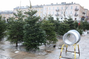 15.12.2024. Kielce. Sprzedaż choinek. / Fot. Wiktor Taszłow - Radio Kielce