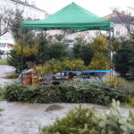 Boom na żywe choinki. Sprzedawane są nawet o 3 w nocy - Radio Kielce 15.12.2024. Kielce. Sprzedaż choinek. / Fot. Wiktor Taszłow - Radio Kielce