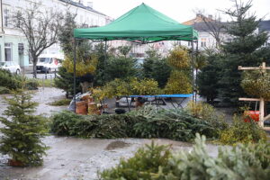 15.12.2024. Kielce. Sprzedaż choinek. / Fot. Wiktor Taszłow - Radio Kielce