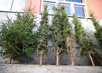 Oddaj śmieci, zabierz drzewko