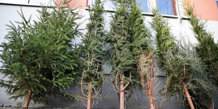 Oddaj śmieci, zabierz drzewko