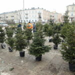 23.12.2024. Kielce. Plac Wolności. Choinki / Fot. Wiktor Taszłow - Radio Kielce