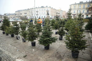 23.12.2024. Kielce. Plac Wolności. Choinki / Fot. Wiktor Taszłow - Radio Kielce