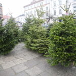 Na placu Wolności jak w lesie