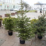 Co zrobić z żywą choinką po świętach?