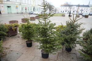 23.12.2024. Kielce. Plac Wolności. Choinki / Fot. Wiktor Taszłow - Radio Kielce