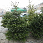 23.12.2024. Kielce. Plac Wolności. Choinki / Fot. Wiktor Taszłow - Radio Kielce