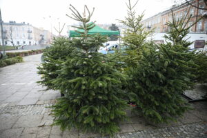 23.12.2024. Kielce. Plac Wolności. Choinki / Fot. Wiktor Taszłow - Radio Kielce