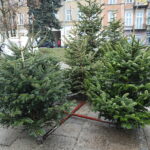 23.12.2024. Kielce. Plac Wolności. Choinki / Fot. Wiktor Taszłow - Radio Kielce