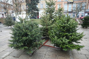 23.12.2024. Kielce. Plac Wolności. Choinki / Fot. Wiktor Taszłow - Radio Kielce