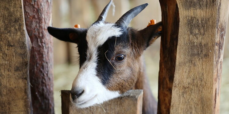23.12.2024. Lisów. Żywa szopka / Fot. Wiktor Taszłow - Radio Kielce