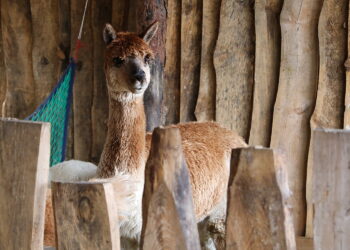 Szkoła w Oblęgorku zmieniła się w zwierzyniec - Radio Kielce Szkoła w Oblęgorku zmieniła się w zwierzyniec